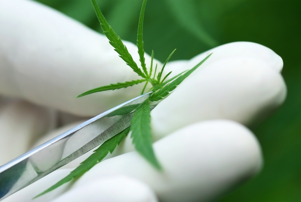 Les différentes étapes de la croissance d'une plante de cannabis - Newsweed