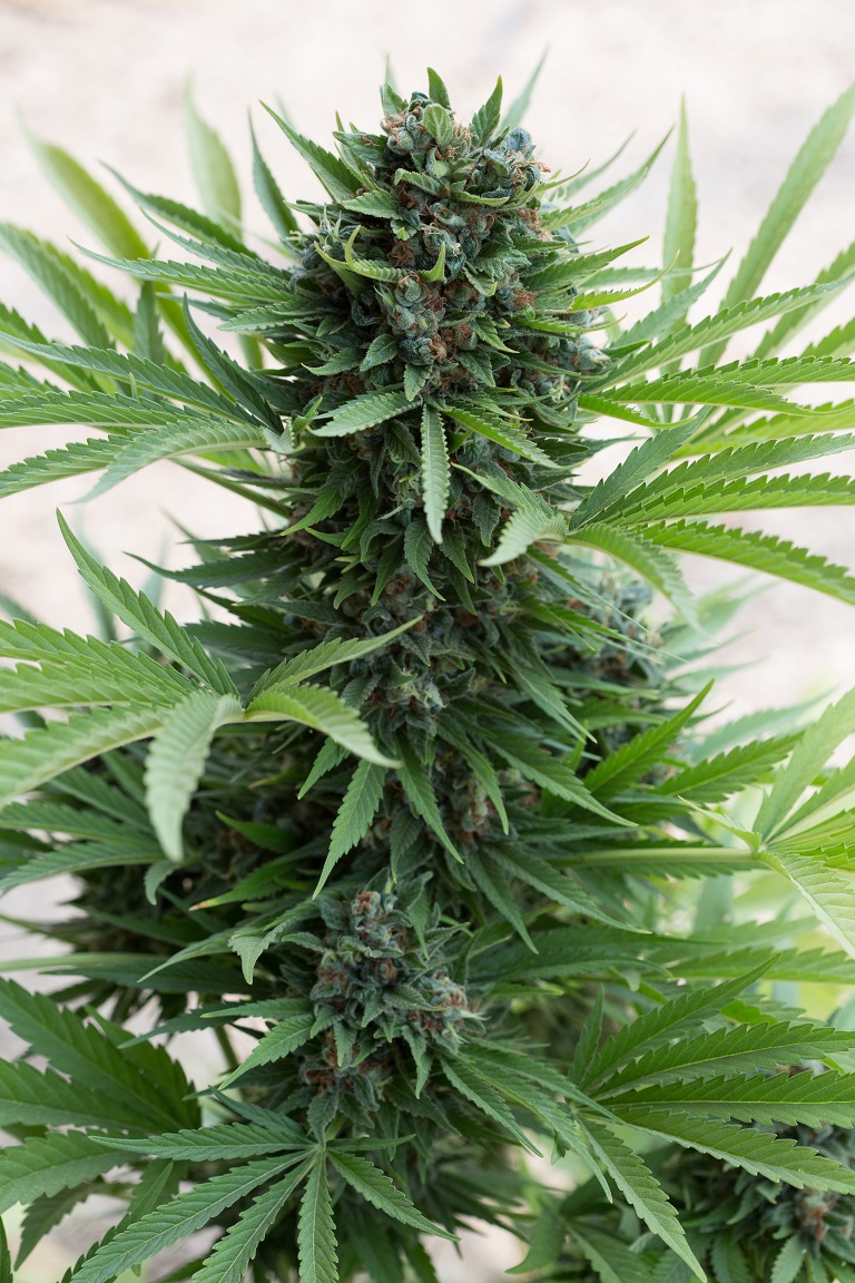 Авто sour diesel
