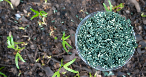 What Is Trichoderma And How To Use Growing Cannabis Plants? - Humboldt