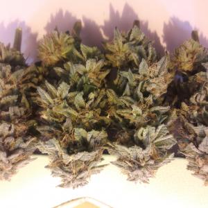 Buy Black D O G Humboldt Seeds Buy Black D O G Humboldt Seeds