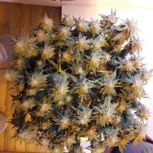 Buy Black D O G Humboldt Seeds Buy Black D O G Humboldt Seeds