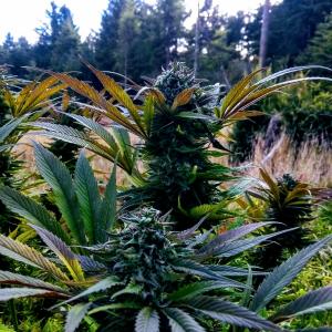 Buy Black D O G Humboldt Seeds Buy Black D O G Humboldt Seeds