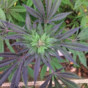 Buy Black D O G Humboldt Seeds