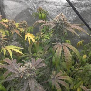Buy Black D O G Humboldt Seeds