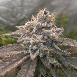 Buy Black D O G Humboldt Seeds Buy Black D O G Humboldt Seeds