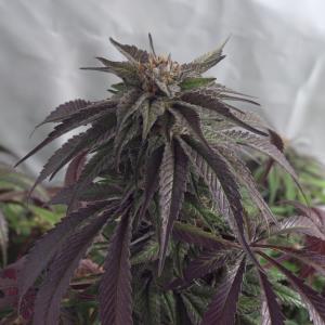 Buy Black D O G Humboldt Seeds