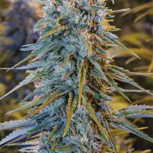 Blue Dream Hanfsamen Kaufen Humboldt Seeds