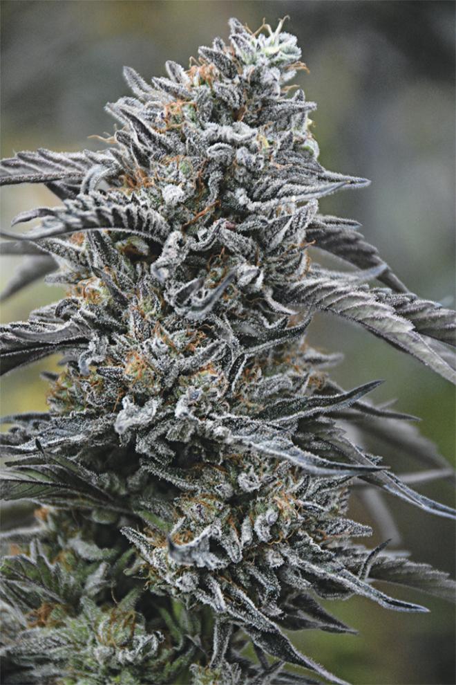 Black D.O.G. Marijuana Strain Informat