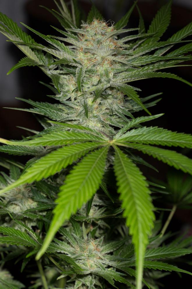 Buy Black D O G Humboldt Seeds
