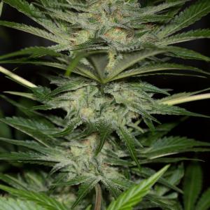 Buy Black D O G Humboldt Seeds Buy Black D O G Humboldt Seeds