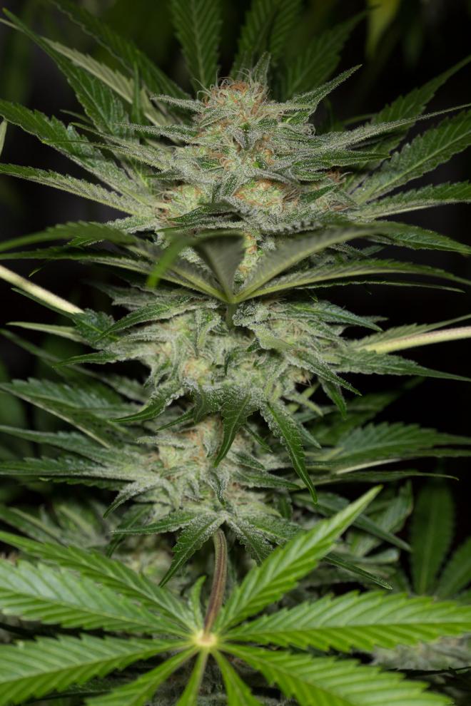 Buy Black D O G Humboldt Seeds