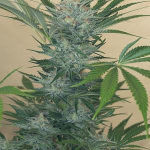 Buy Black D O G Humboldt Seeds Buy Black D O G Humboldt Seeds