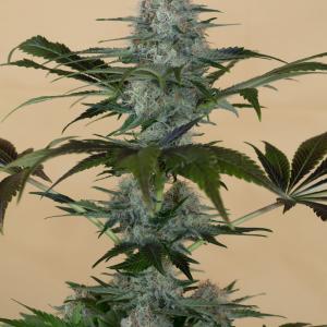 Buy Black D O G Humboldt Seeds Buy Black D O G Humboldt Seeds