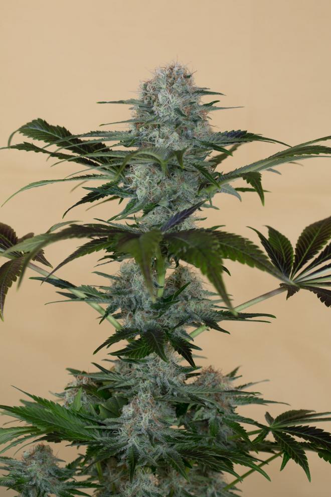 Buy Black D O G Humboldt Seeds