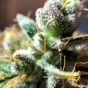 Buy Black D O G Humboldt Seeds Buy Black D O G Humboldt Seeds