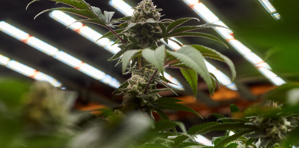 10 Top Tips For Beginners Flowering Cannabis Plants Indoors Humboldt Seeds