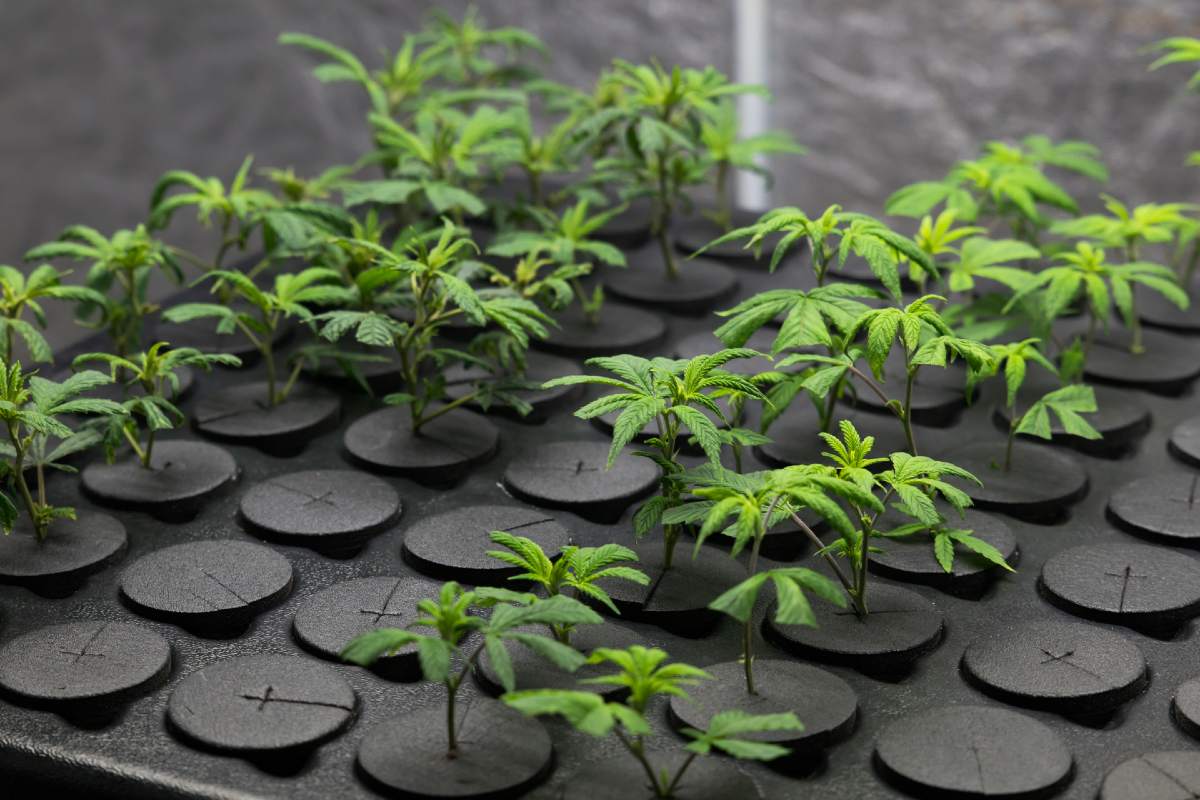 10 Conseils Pour Debutants La Floraison De Plantes De Cannabis En Indoor Humboldt Seeds