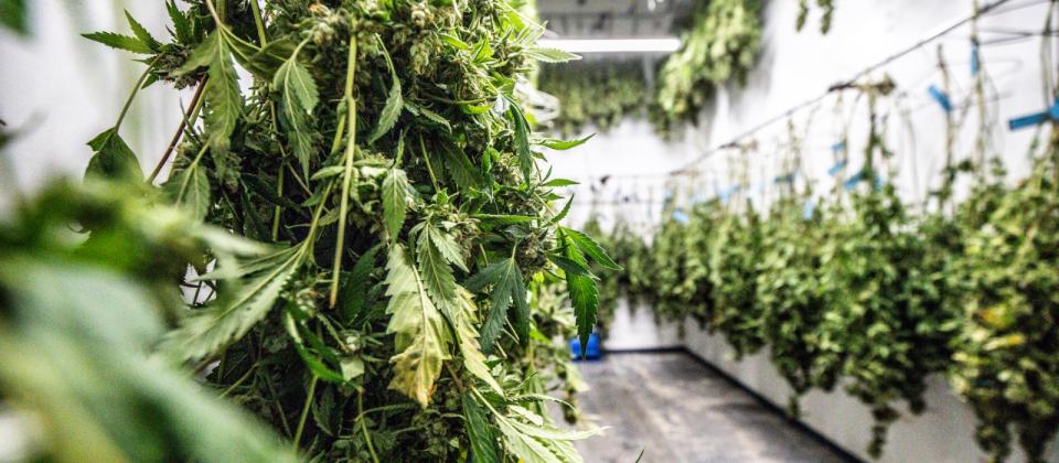 Drying Your Cannabis Flowers After Harvest - Humboldt Seeds