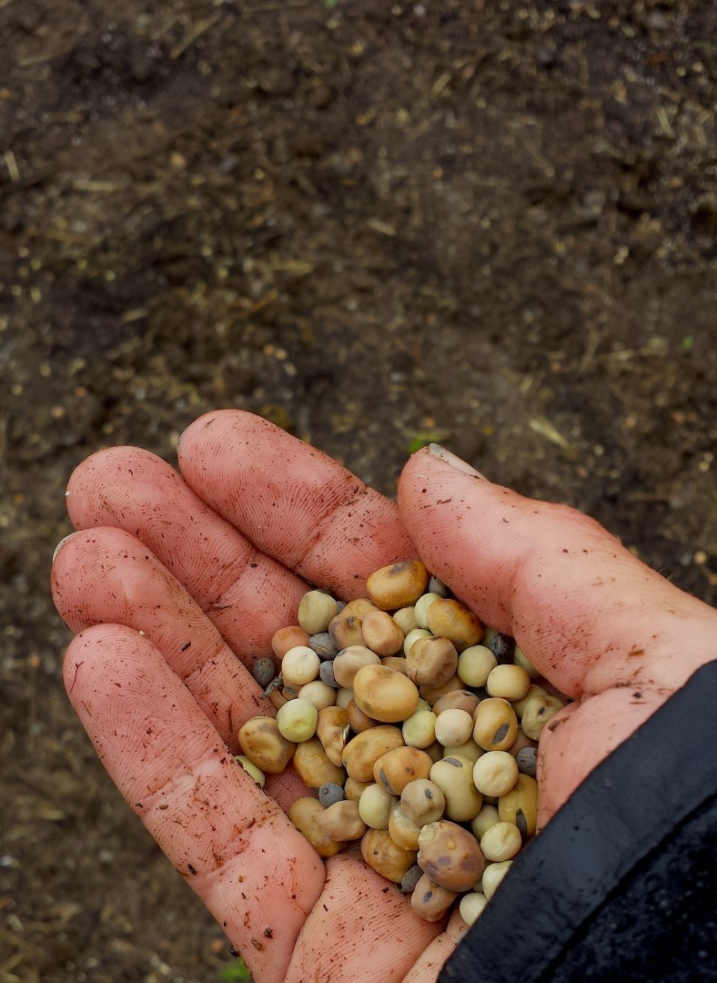 Cover Cropping Humboldt Seeds UK