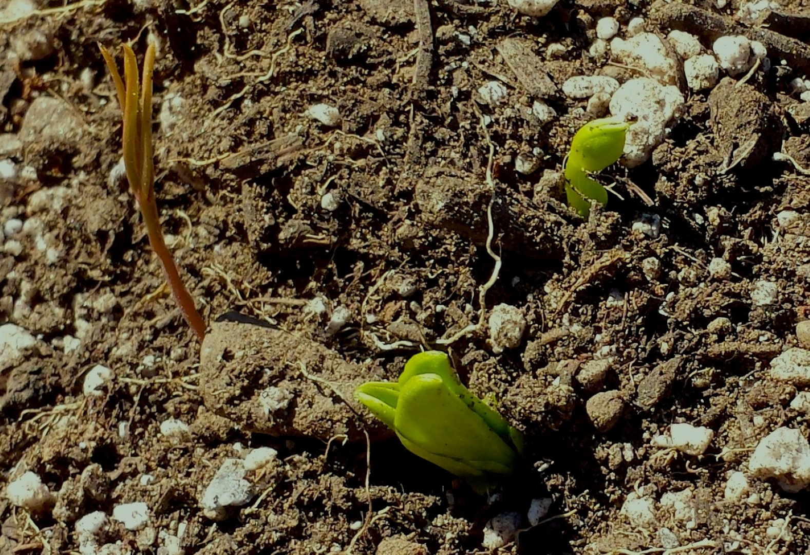 Cover Cropping Humboldt Seeds UK