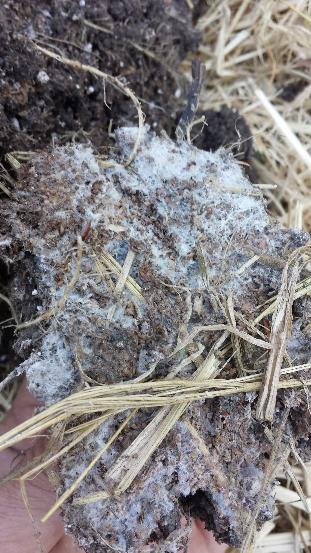 Understanding how Bokashi works Humboldt Seeds UK