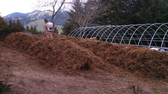Compost piles being sprayed with Biodynamic preps 502-507