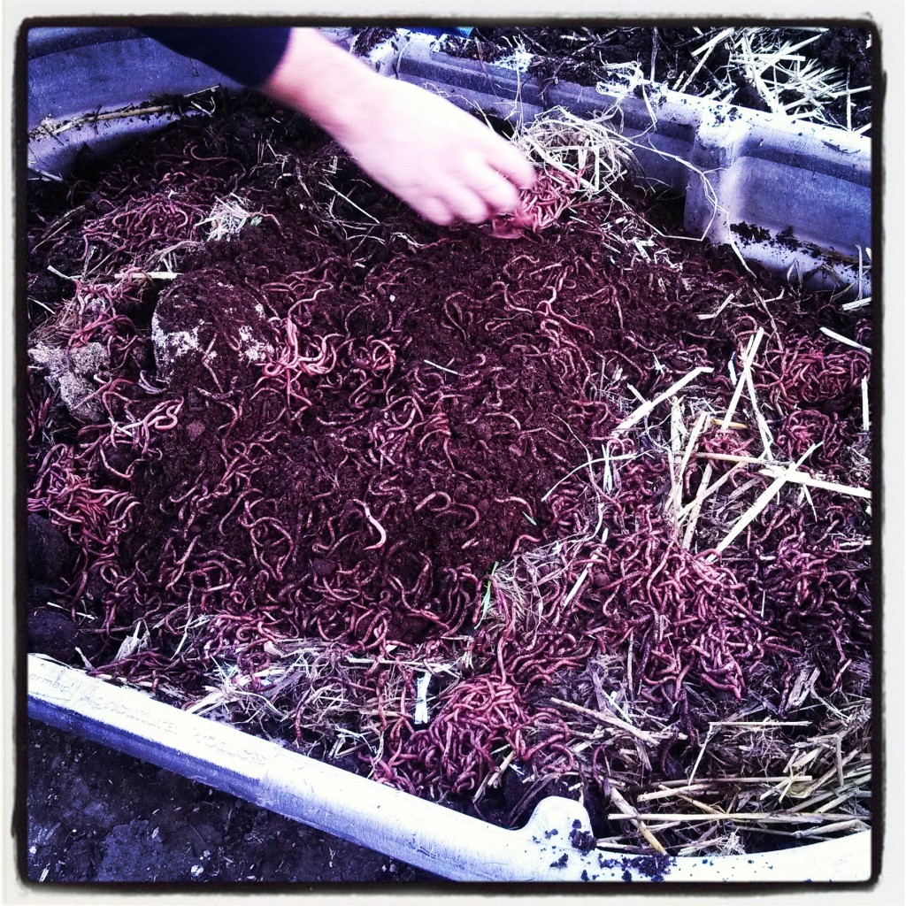 These red wigglers seen here are great for composting, eating up to the equivalent of their body weight in one day.