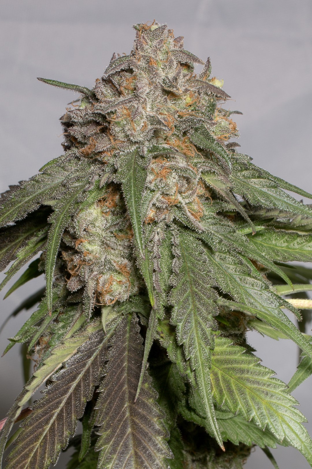 Blueberry Headband: unique flavor from California Blueberry Headband: unique flavor from California