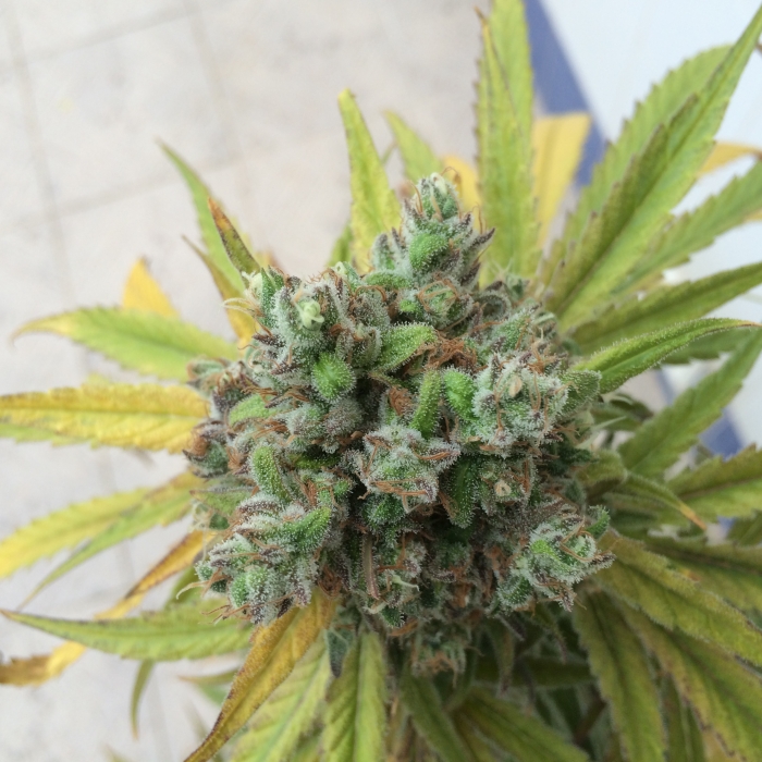 Black Dog_weinlopez_638639776 Humboldt Seeds