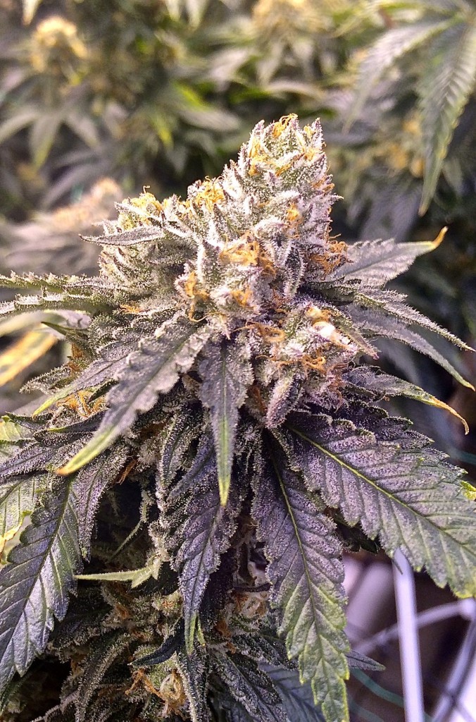 HSO's Bubba's Gift finishes with large crowning colas displaying beautiful purple hues.