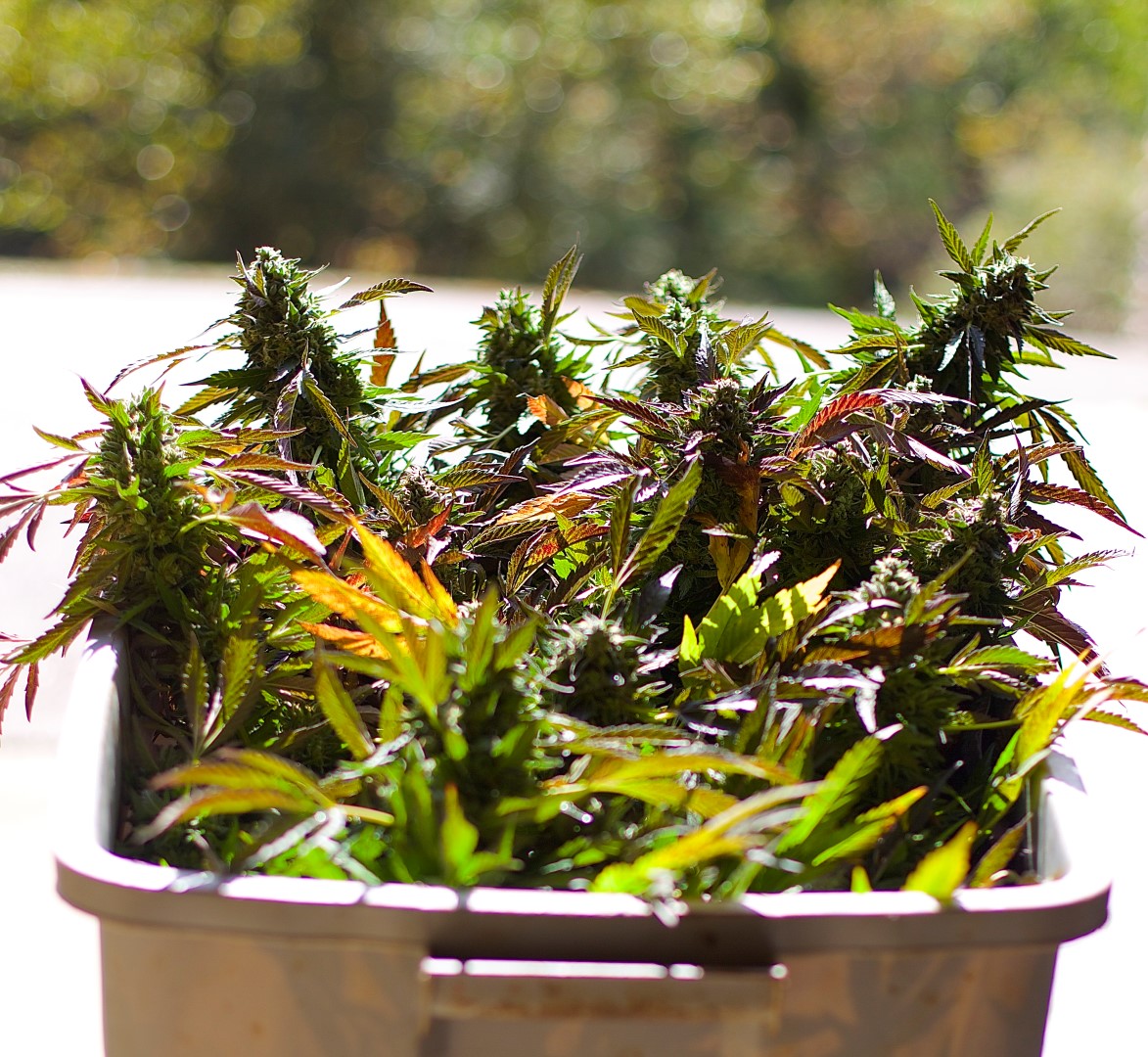 Chocolate Mint OG amazing flavor and cerebral effect