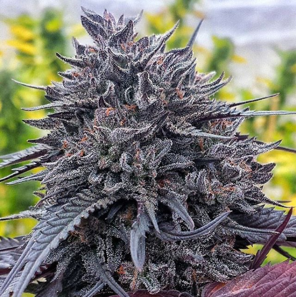 Foto de la planta de marihuana Black DOG