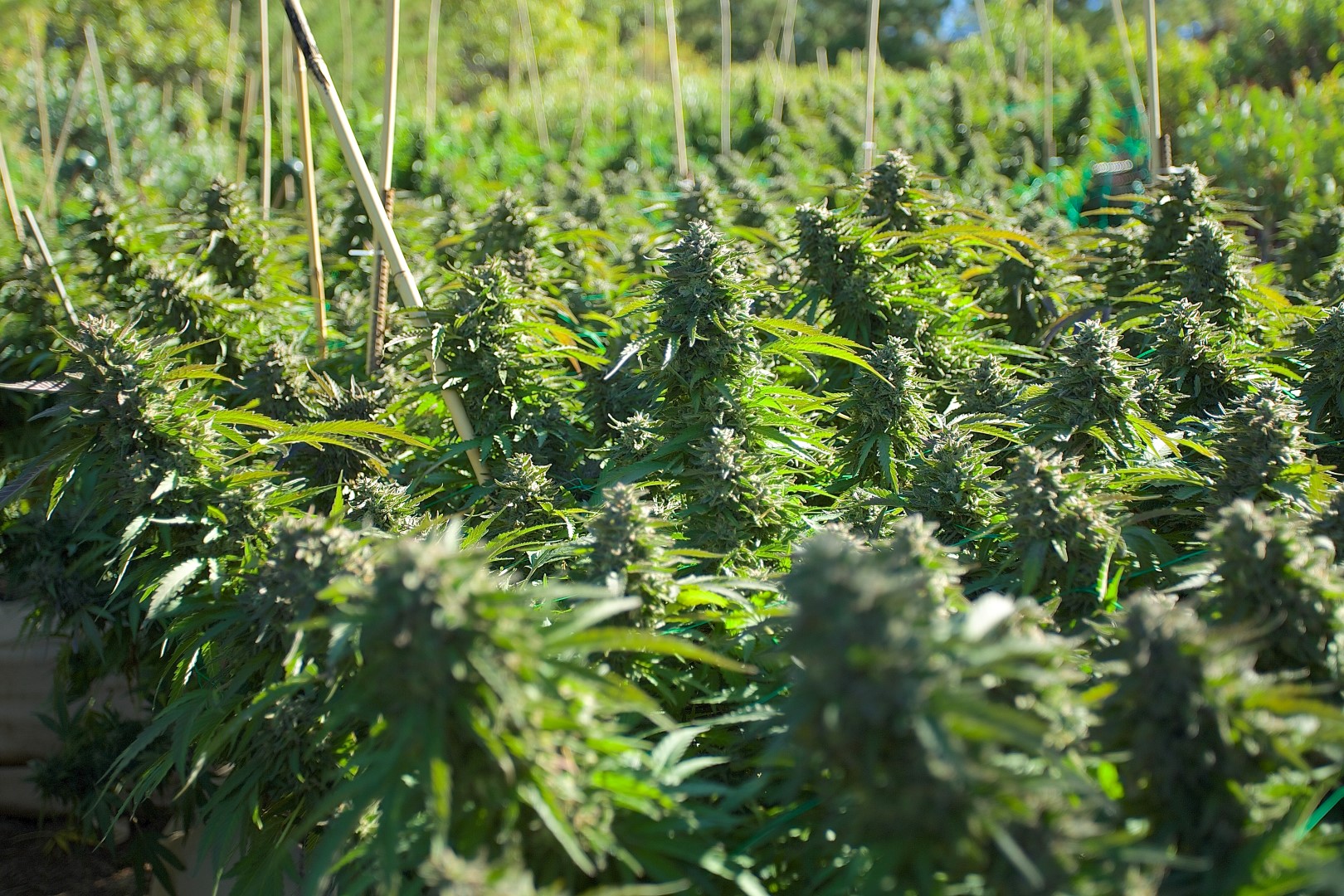 Chocolate Mint OG amazing flavor and cerebral effect