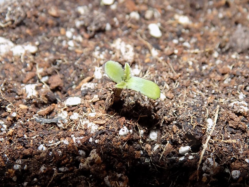 how to germinate cannabis seeds