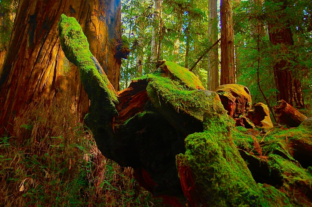 Bosque en Humboldt