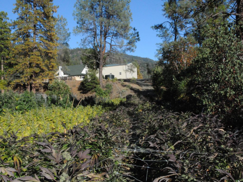 Cannabis Farm California