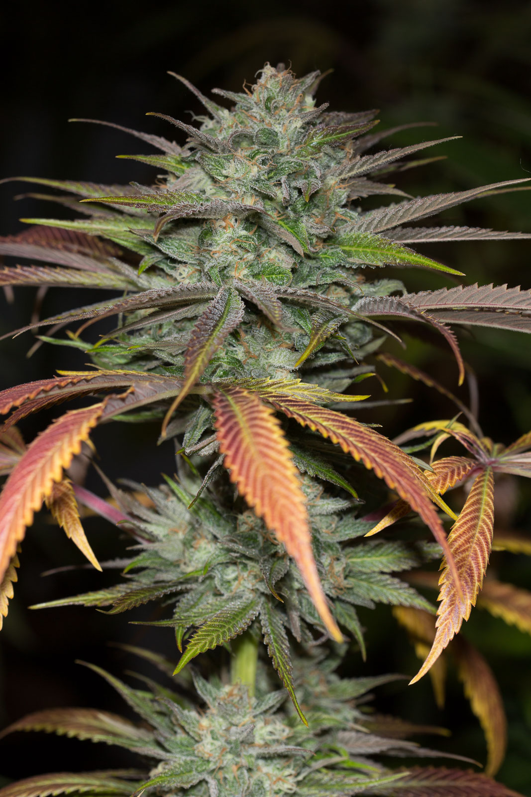 Buy Bubba Kush 2.0 feminized seeds Humboldt Seeds UK