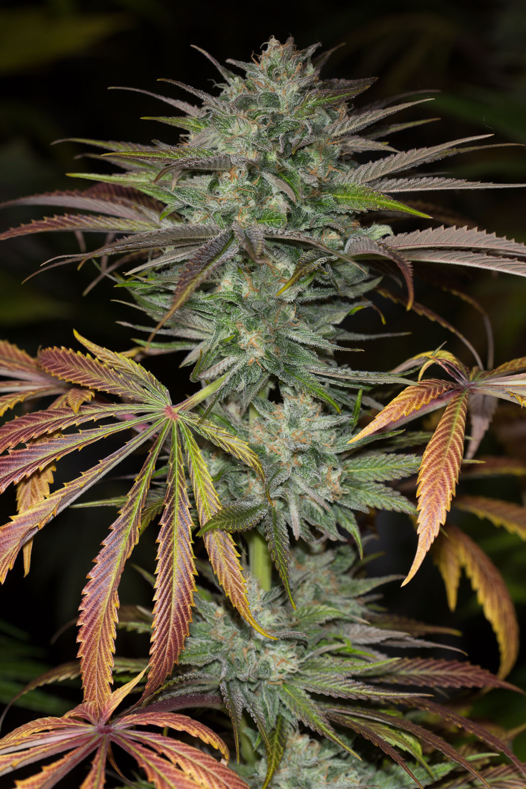 Buy Bubba Kush 2.0 feminized seeds Humboldt Seeds UK