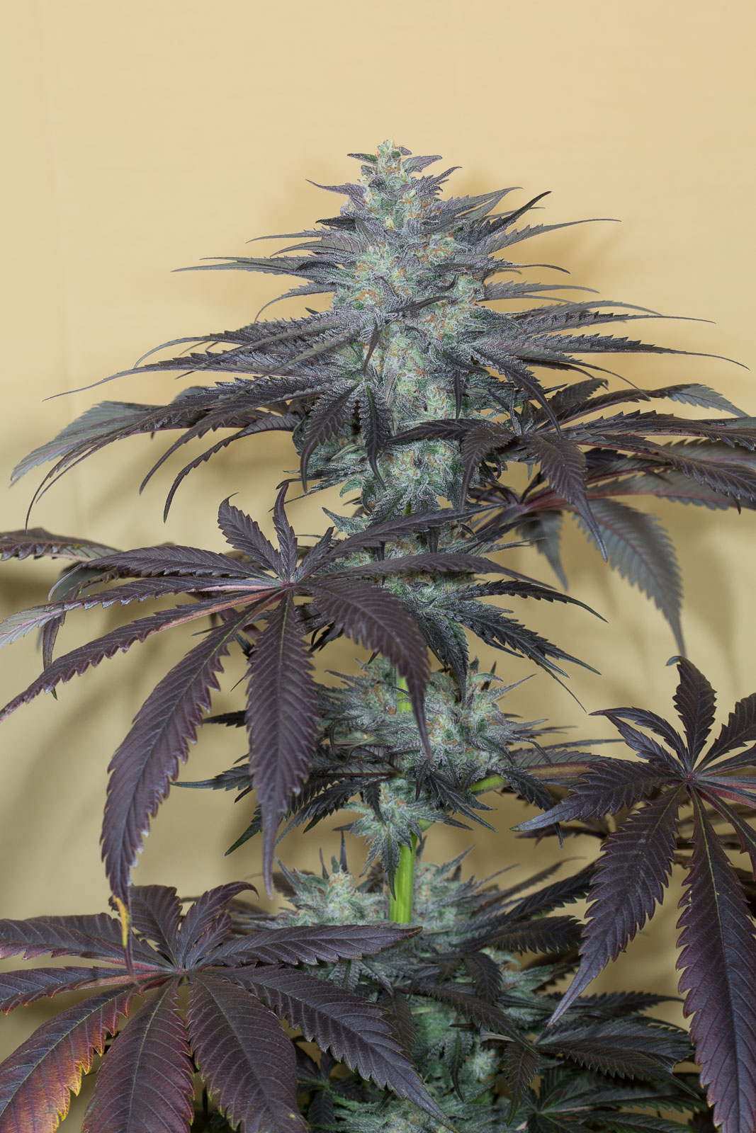 Buy Bubba Kush 2.0 feminized seeds Humboldt Seeds UK