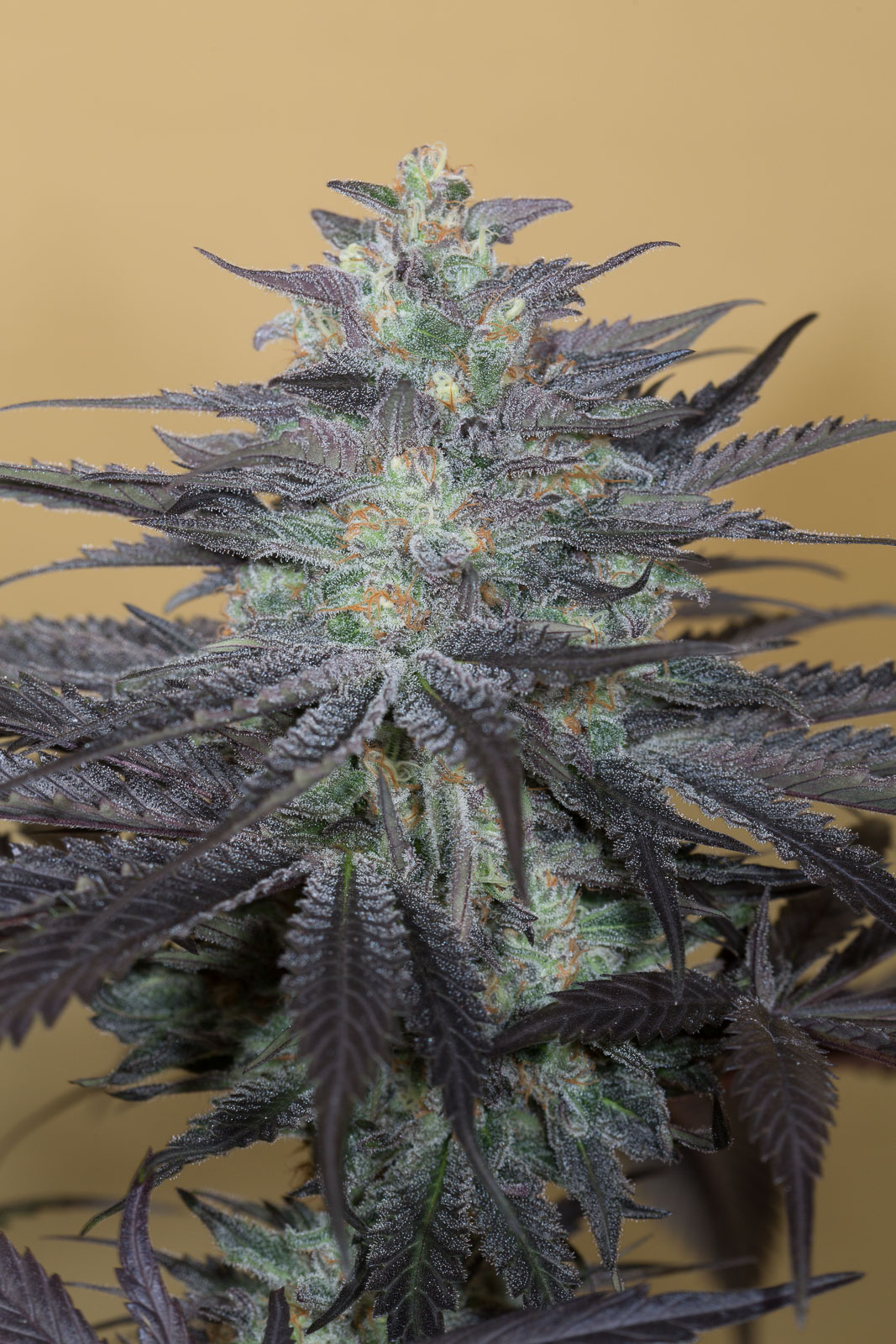 Buy Bubba Kush 2.0 feminized seeds Humboldt Seeds UK