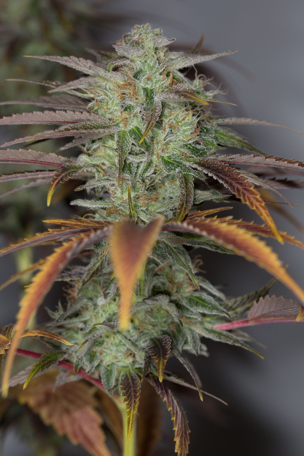 Lemon Kush Headband our unique organic Lemon Kush Humboldt Seeds UK