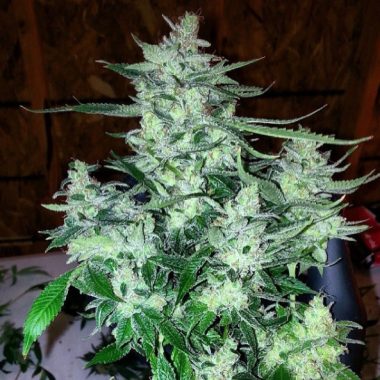 Marihuana Amherst Sour Diesel