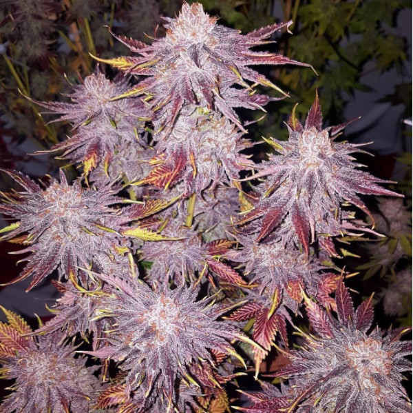 Fotos de plantas de marihuanas 25 Fotos de plantas de marihuanas 98