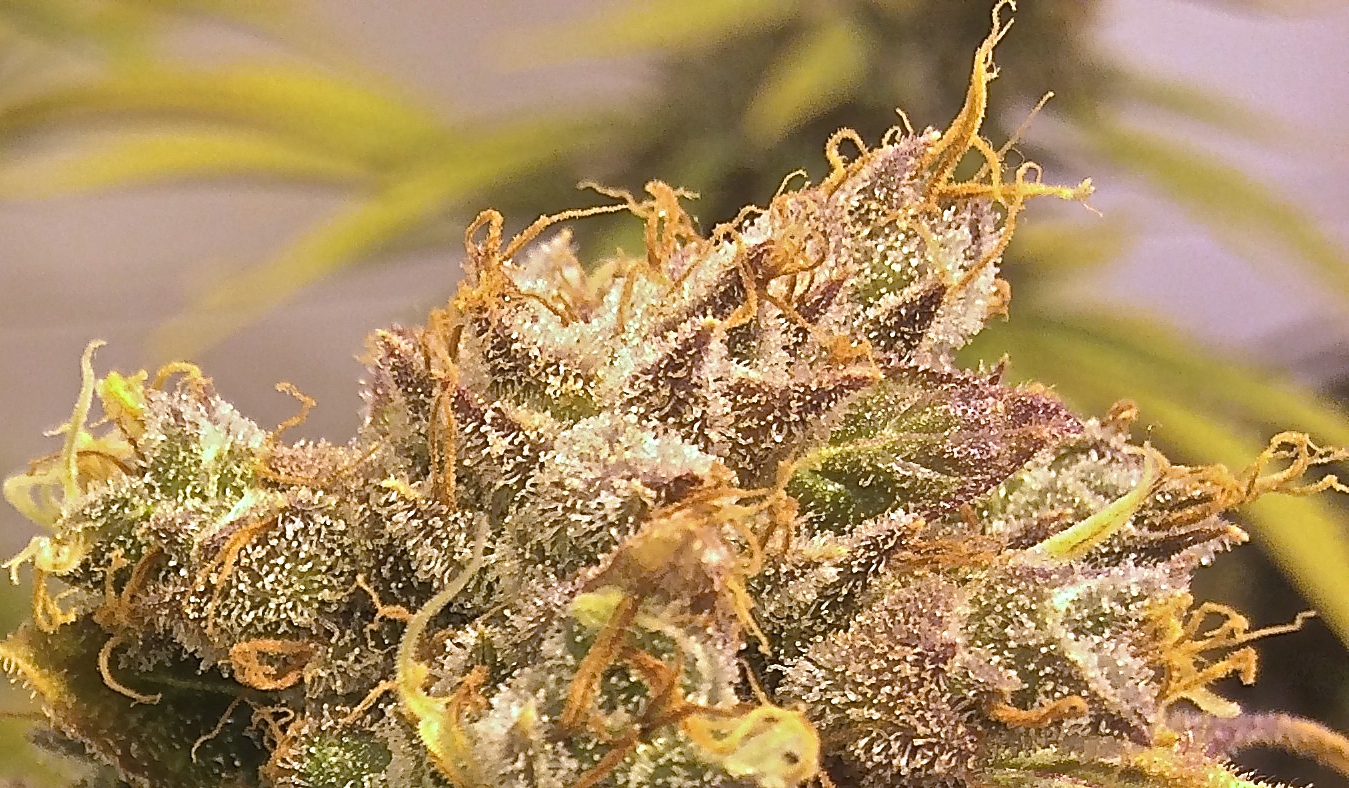 Raspberry Diesel strain sweet and sour flavor