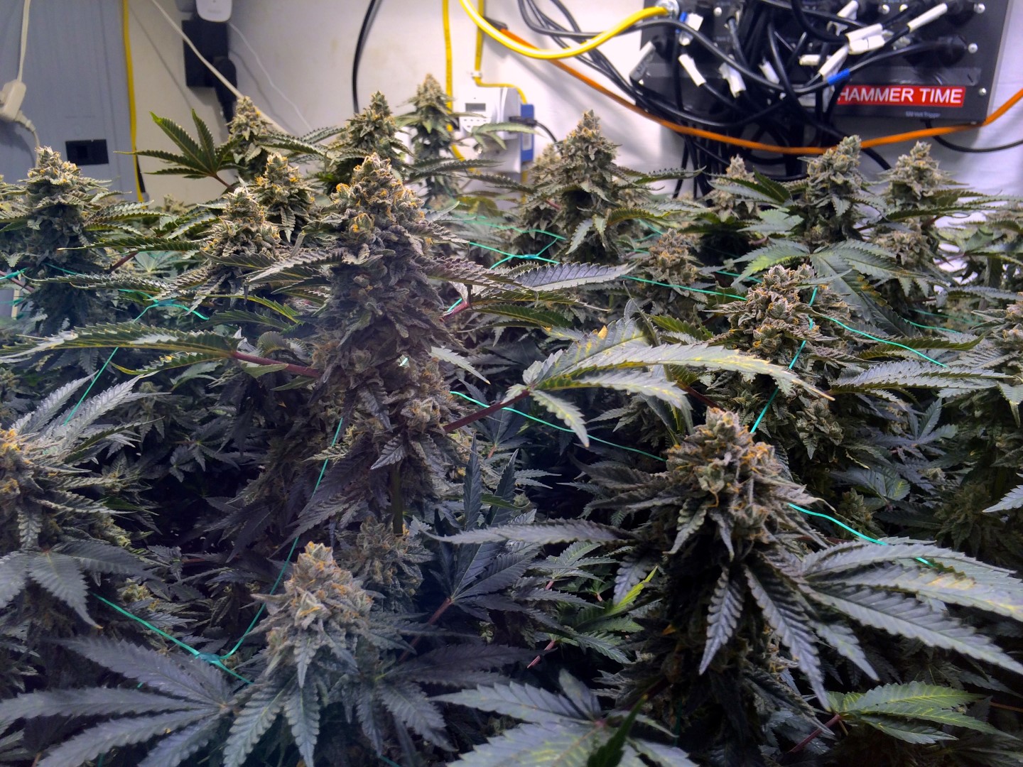 Chocolate Mint OG amazing flavor and cerebral effect