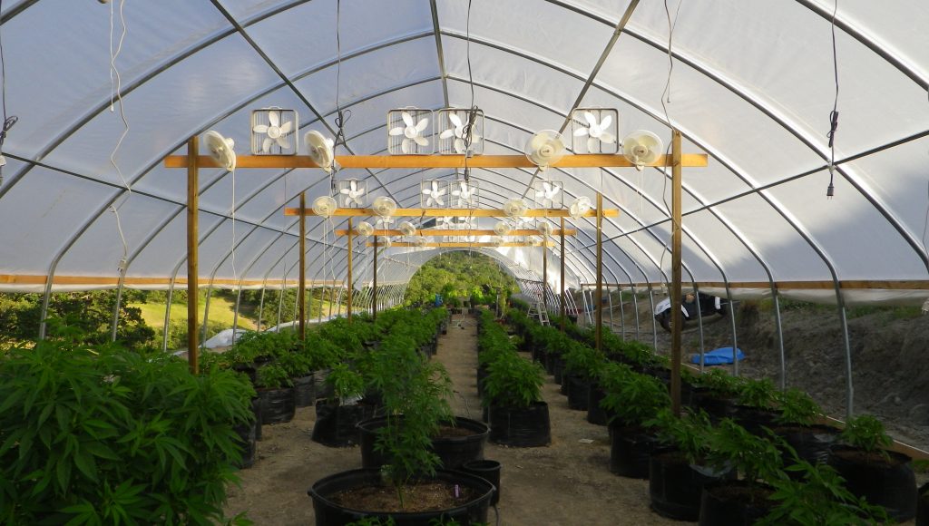 Cannabis Garden California