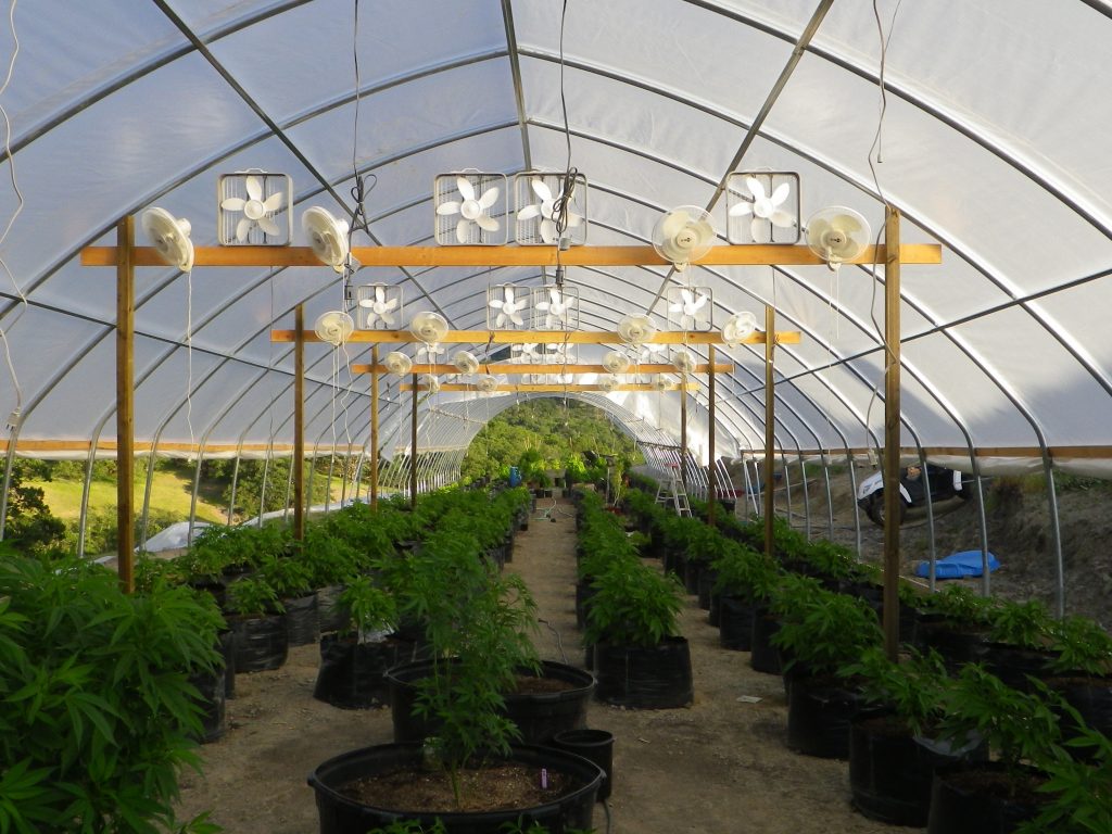 Cultivo Cannabis California
