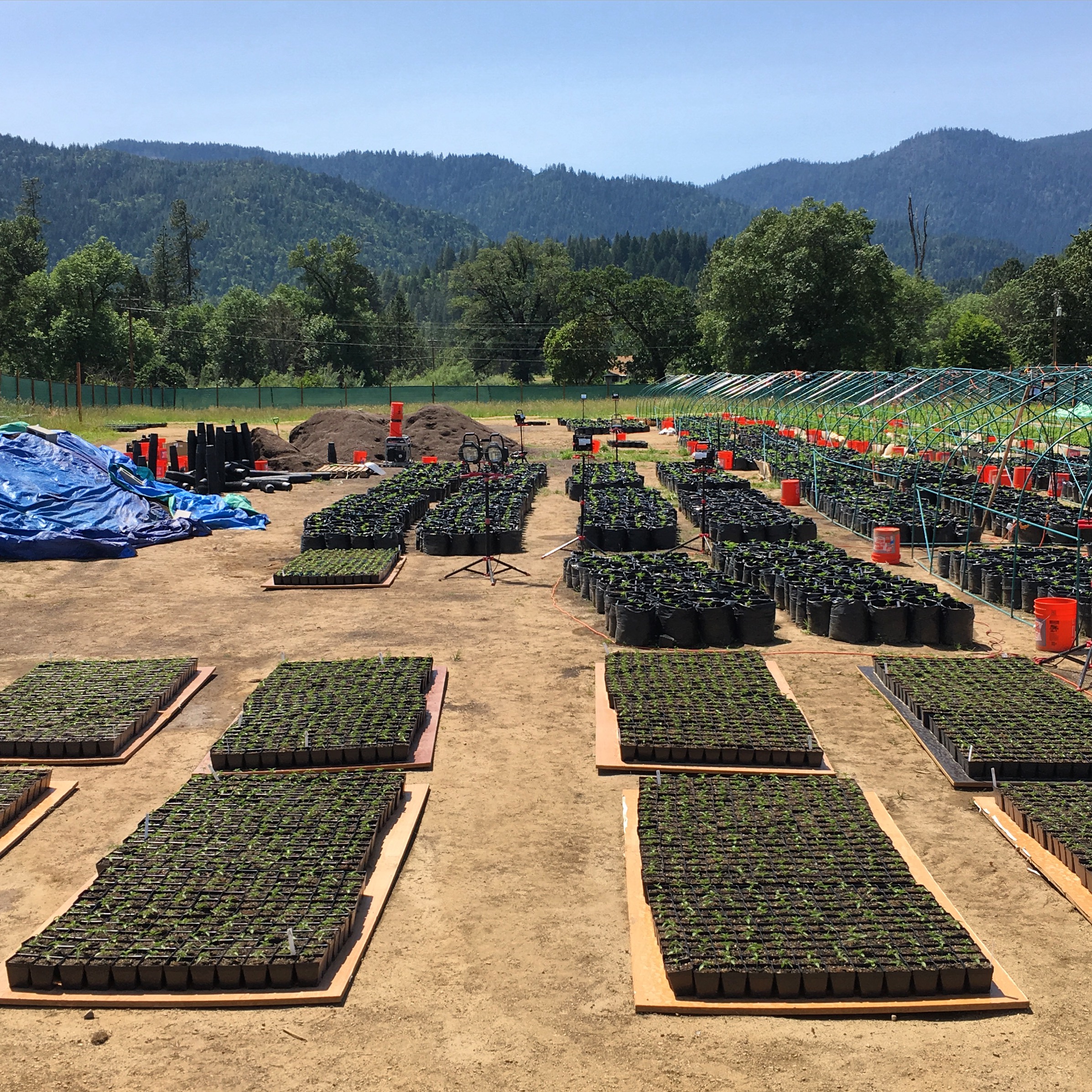 HSO presents Southern Oregon Cannabis Company Humboldt Seeds UK