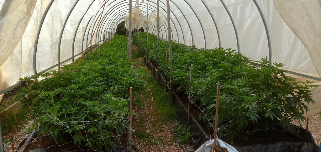 organic cannabis cultivation