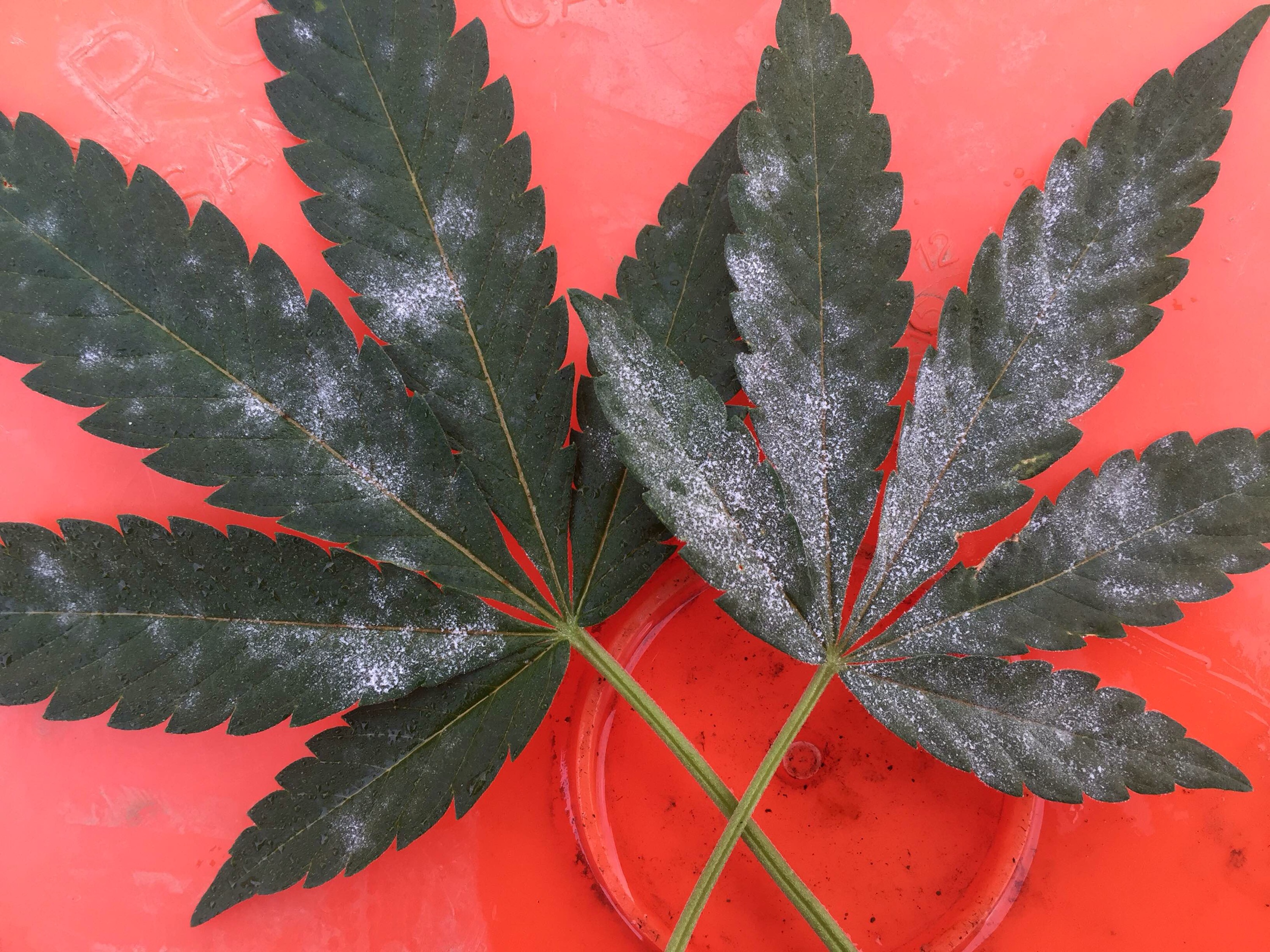 How to Powdery Mildew Humboldt Seeds UK